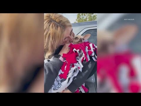 A day after being rescued from Sims Bayou, Burbie the chihuahua reunites with owner