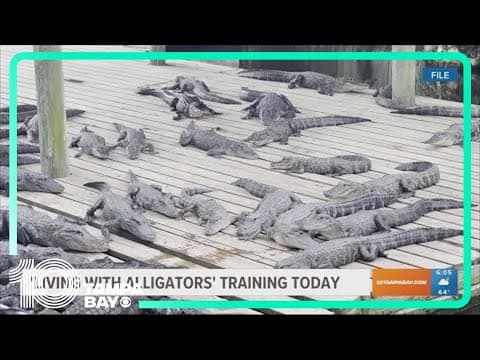 Manatee County to host 'living with alligators' training sessions
