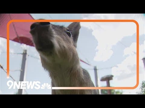 Exotic runaway rodent on the loose in Lakewood