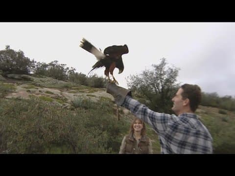 Oakley the 'Harris Hawk' requests permission to land on your arm