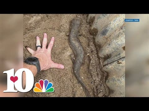 Experts speak on Helene's impact on wildlife, domesticated animals