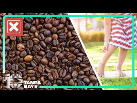Burning coffee grounds not proven method to prevent mosquito bites