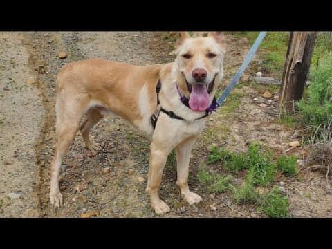 1,100 dogs are up for adoption in San Diego. Here's how to foster for free