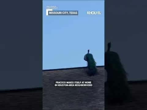 Peacock calls for mates on roof in Houston area #shorts #short