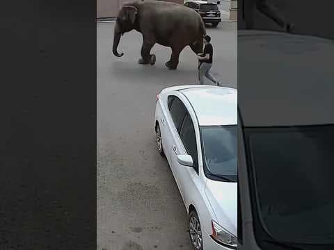 Elephant escapes circus and strolls around Butte, Montana