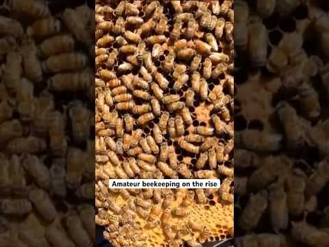 Backyard amateur beekeeping is on the rise #sandiego  #shorts