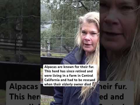Alpacas rescued from Central California farm arrives in Alpine sanctuary following owner’s death