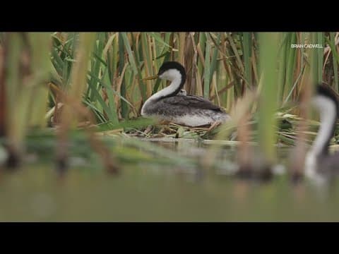Grebes return to Lake Hodges