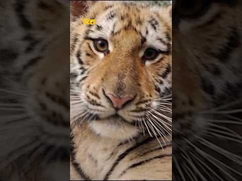 20 big cats at Mason County sanctuary die from bird flu outbreak