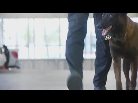 Chula Vista Police Department K9 'Jax' retires