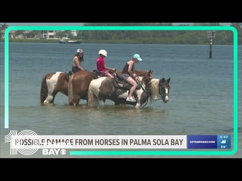 Possible damage from horses in Palma Sola Bay