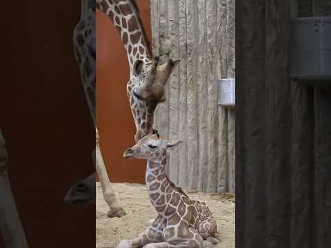 Baby Giraffe Born at Denver Zoo