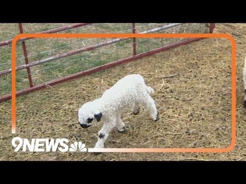 'Cutest sheep in the world' making their debut in Weld County