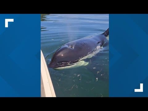 Orca surfaces near crabbing boat on Hood Canal