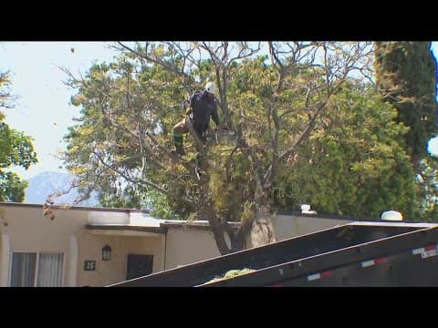 Residents at Alpine apartment complex upset over tree removals underway