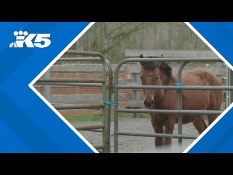 Horses rescued from cockfighting bust near Yelm find new hope