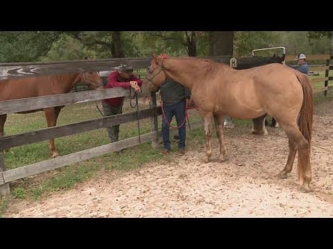 Houston-area horse sanctuary helps rescue veterans, first responders