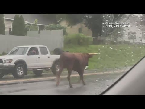 Runaway bull spotted in Charlotte
