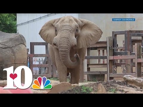 Tonka the Elephant humanely euthanized
