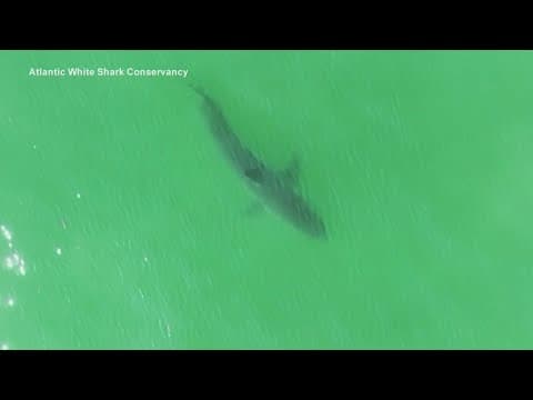 Texas shark attack: DFW woman recovering after her calf was ripped off