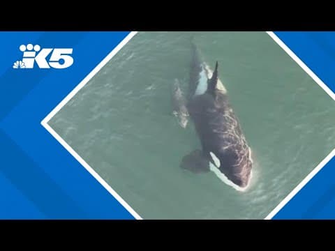 New video shows newest southern resident orca calf