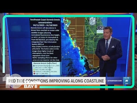 Red tide mostly cleared in the Tampa Bay area