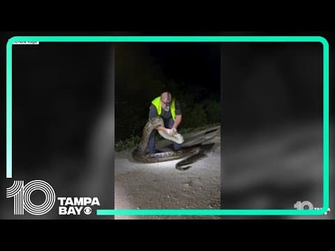 Florida man wrangles 17-foot-long python