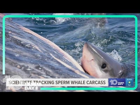 Scientist studying sperm whale beached in Venice