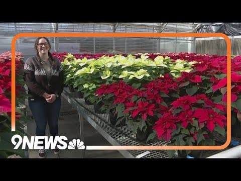 CSU students spend months growing 'symbol of the holidays'