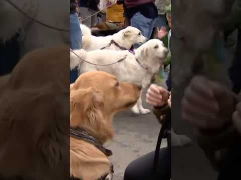 Thousands of Golden Retrievers Gather in Colorado