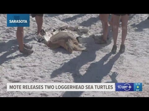 2 sea turtles released back into Gulf after rehabbing in Sarasota