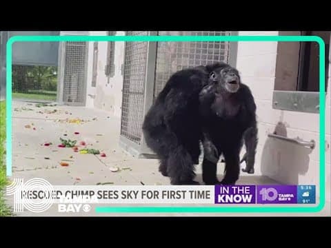 Chimpanzee stares 'in awe' after seeing open sky for first time since being rescued