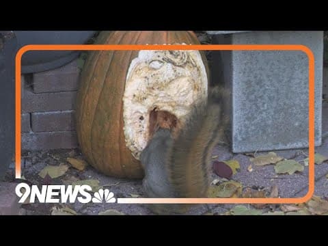 Squirrel snacks on pumpkin in 9NEWS backyard