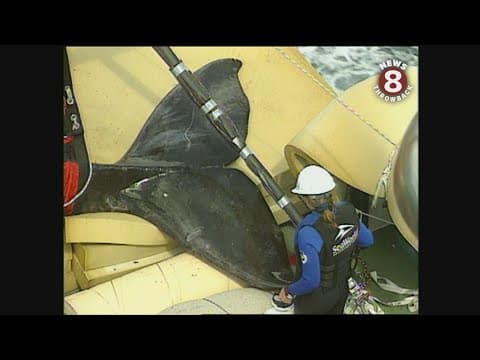 1998 JJ the grey whale released into ocean