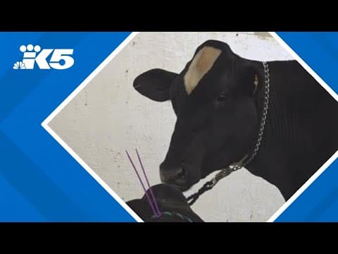 Fairs provide window into dairy industry as number of farms nationwide declines