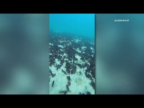 Thousands of living sand dollars carpet La Jolla Shores