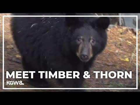 Rescued black bear cubs move into Oregon Zoo