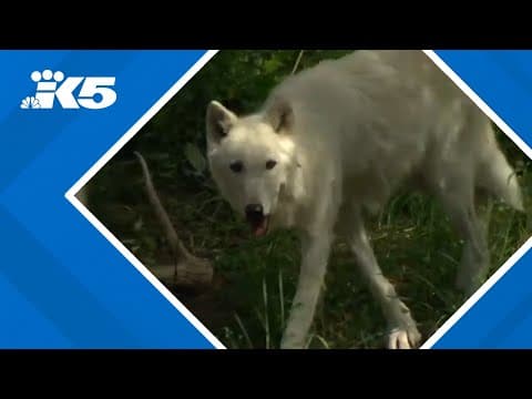 Gray wolf at Woodland Park Zoo receives pacemaker in groundbreaking surgery