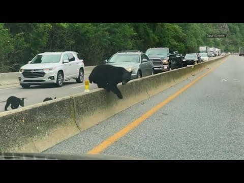 Organization working to create safe passage for animals crossing I-40