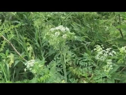 Poison hemlock spreading throughout central Ohio