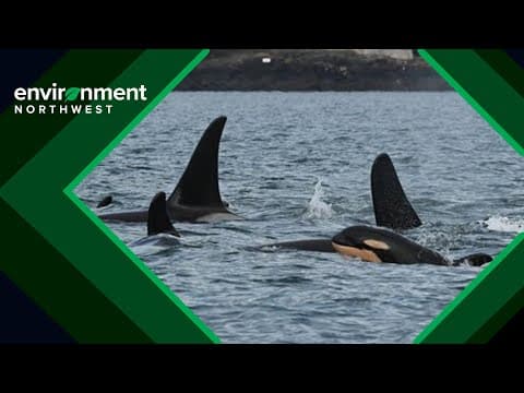 Welcome J62: A new female orca joins the Southern Resident family