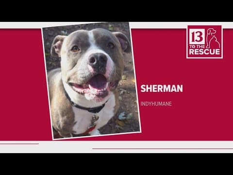 Pets of the Week: 1-6-2024