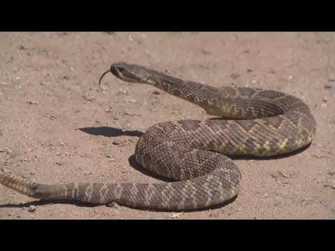 Rattlesnake sightings are on the rise. Here's what to do if you spot one