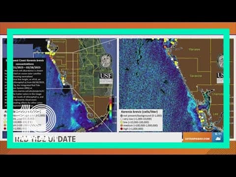 Red tide conditions continuing to improve along Florida's Gulf Coast