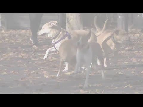 Mystery dog illness likely a virus, experts say | What to look out for