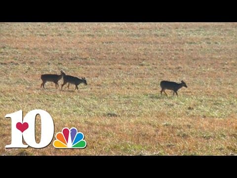 TWRA announces new hunting unit maps for deer and turkey