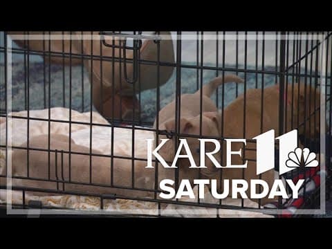 Dating with dogs fundraiser on Valentine's Day