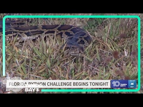 Florida Python Challenge begins on Friday