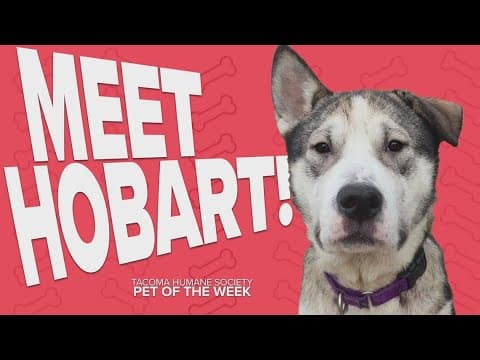 Pet Rescue of the Week: Hobart