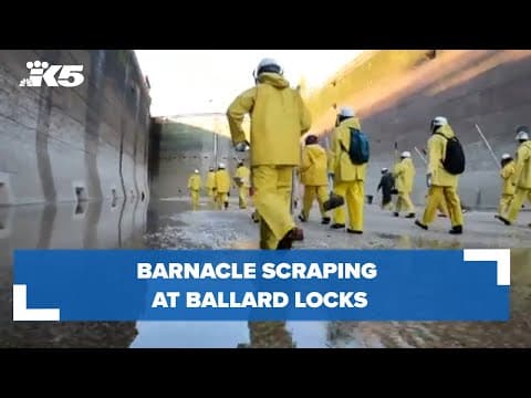 Barnacle scraping at Ballard Locks